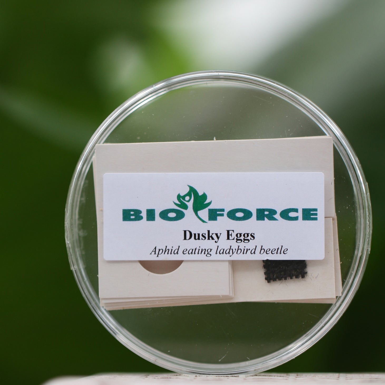 Bioforce - Dusky Ladybird a Generalist Predator (EGGS) (Drop-Shipped - There may be delays)